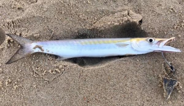 Corolla Fish Report  OBX Bait & Tackle Corolla Outer Banks