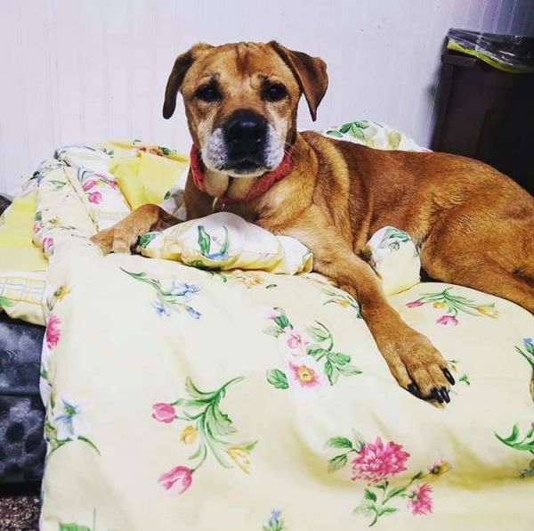 petsmart events this weekend