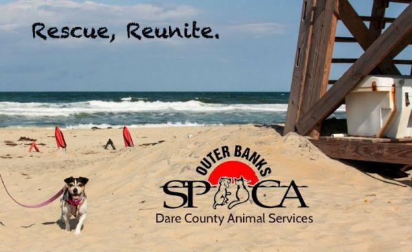 low cost rabies vaccine for cats near me