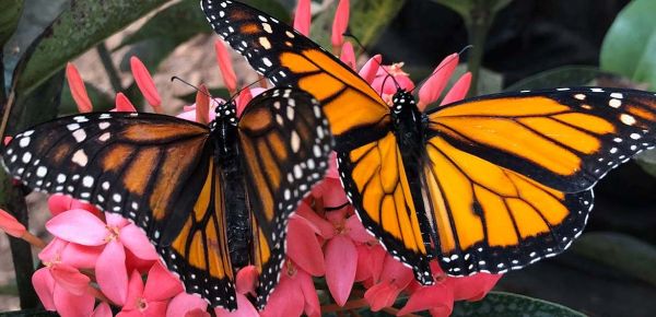 Butterfly House Release | Elizabethan Gardens | Outer Banks Events