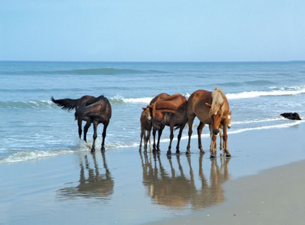 wild horse tour nags head nc