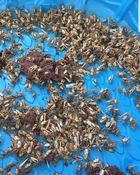 Fiddler Crabs, Oceans East Bait & Tackle Nags Head