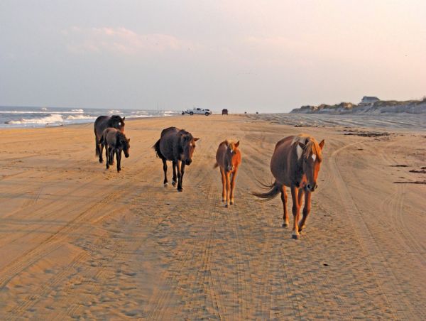 See Legendary Wild Horses Back Beach Horse Tours Corolla Nc Back Beach Wild Horse Tours Corolla Nc
